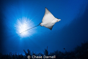 "Air Space"
A Spotted Eagle Ray soars over head under th... by Chase Darnell 